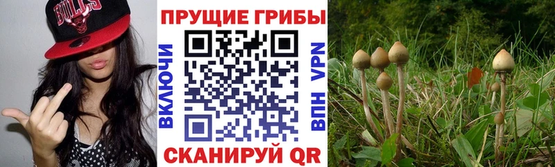Галлюциногенные грибы Psilocybine cubensis  где продают   Камешково 